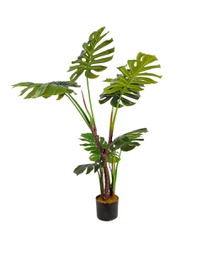 [PL-MASON-NG] NOSAM Planta Artificial Verde y Negro - AE